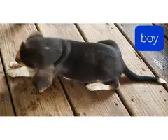 Beautiful Beagle puppies for sale - 2