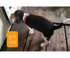 Beautiful Beagle puppies for sale - 3