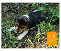 Beautiful Beagle puppies for sale - 4