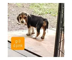 Beautiful Beagle puppies for sale - 5