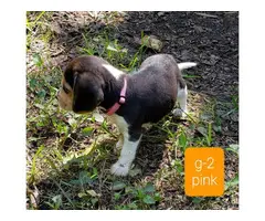 Beautiful Beagle puppies for sale - 6