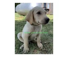 AKC registered lab puppies - 4