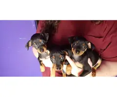3 Miniature Pinscher puppies rehoming - 2