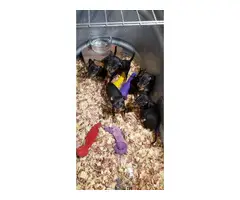 3 Miniature Pinscher puppies rehoming - 3