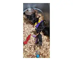 3 Miniature Pinscher puppies rehoming - 4