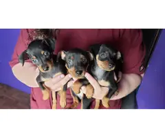 3 Miniature Pinscher puppies rehoming - 6