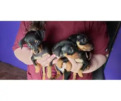 3 Miniature Pinscher puppies rehoming - 10