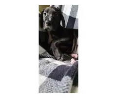 AKC registered Great Dane Puppies
