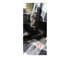 AKC registered Great Dane Puppies - 2