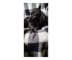 AKC registered Great Dane Puppies - 3