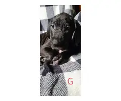AKC registered Great Dane Puppies - 4