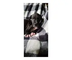 AKC registered Great Dane Puppies - 5