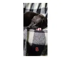 AKC registered Great Dane Puppies - 6