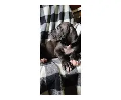 AKC registered Great Dane Puppies - 7