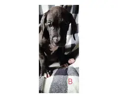 AKC registered Great Dane Puppies - 8