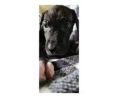 AKC registered Great Dane Puppies - 9