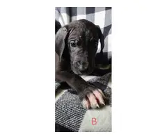 AKC registered Great Dane Puppies - 10