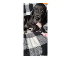 AKC registered Great Dane Puppies - 11