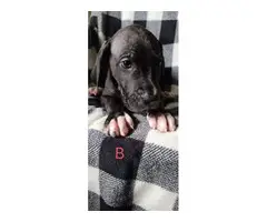 AKC registered Great Dane Puppies - 12