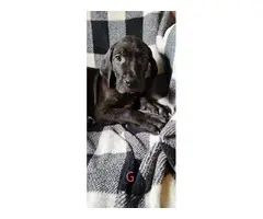 AKC registered Great Dane Puppies - 14