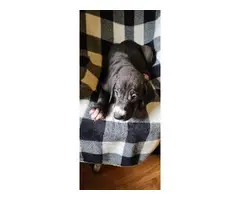 AKC registered Great Dane Puppies - 15