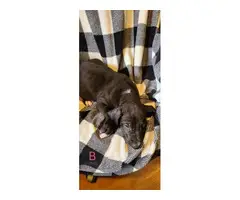 AKC registered Great Dane Puppies - 18