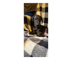 AKC registered Great Dane Puppies - 19