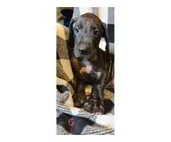 AKC registered Great Dane Puppies - 20