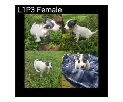 Purebred Jack Russell puppies - 3