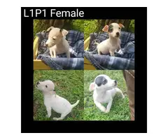 Purebred Jack Russell puppies - 4