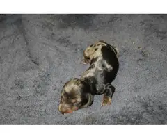 3 Daple Dachshund Puppies for Sale