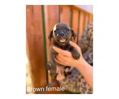 5 Chihuahua puppies for sale - 7