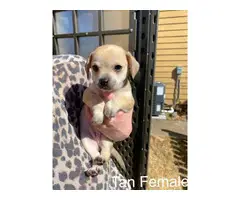 5 Chihuahua puppies for sale - 12