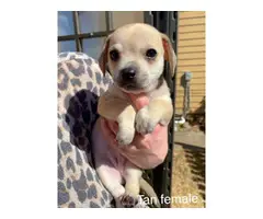 5 Chihuahua puppies for sale - 13