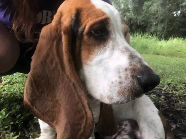 7 months old Basset hound puppy in Okeechobee - Puppies for Sale Near Me