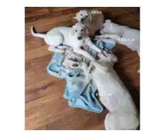 Pyrador Puppies looking for forever homes