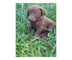 10 Chesapeake Bay Retriever Puppies for Sale