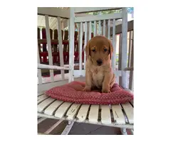 AKC red lab puppies for sale - 2