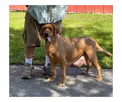 AKC red lab puppies for sale - 3