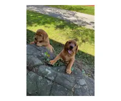 AKC red lab puppies for sale - 4