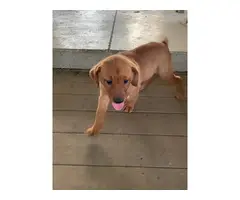 AKC red lab puppies for sale - 5