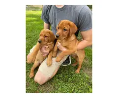 AKC red lab puppies for sale - 6