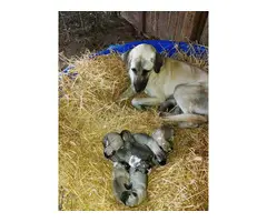 Puppies Anatolian Shepherds