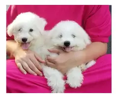 2 Fluffy white 10 weeks old Bichon Frise puppies