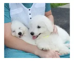 2 Fluffy white 10 weeks old Bichon Frise puppies - 4