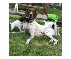 4 male AKC German Shorthaired puppies