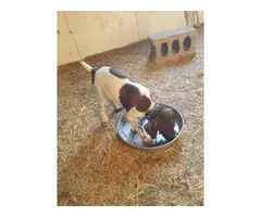 4 male AKC German Shorthaired puppies - 2