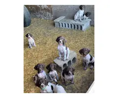 4 male AKC German Shorthaired puppies - 3