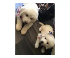 2 baby boys Purebred Great Pyrenees - 1
