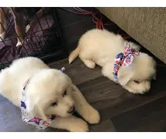 2 baby boys Purebred Great Pyrenees - 4